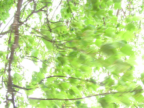 wind in trees