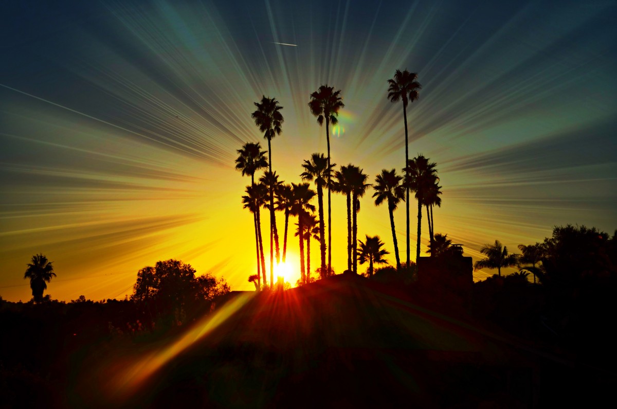 Art4TheGlryOfGod, "Palm Tree Sunset Glow", Creative Commons by-nd